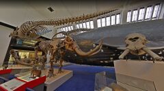 Muzeum Historii Naturalnej w Londynie. Szkielety dinozaurów 