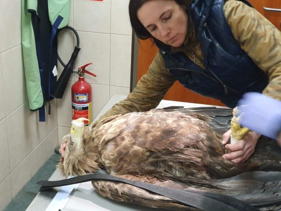 Marzena Białowolska opiekuje się dzikimi zwierzętami 