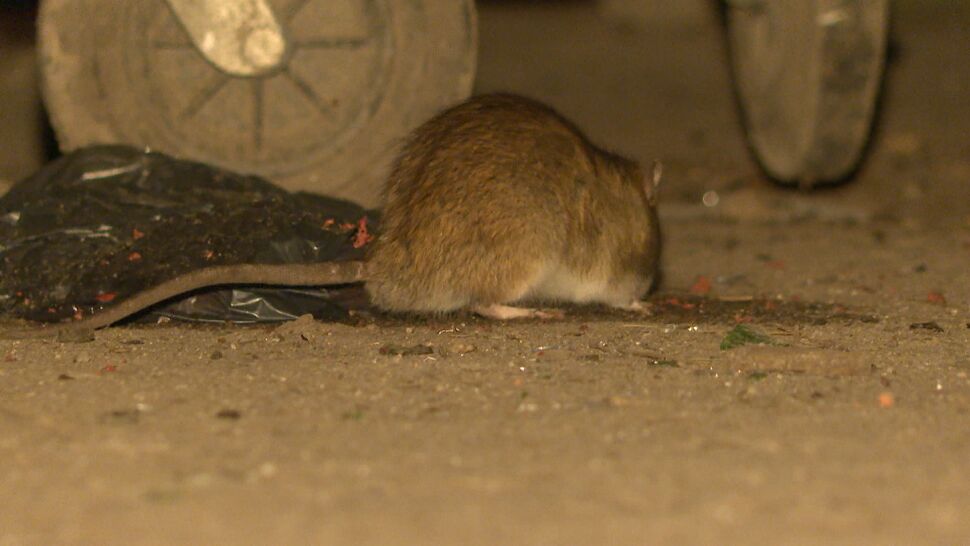 Wrocław ma problem ze szczurami. "To jest plaga"
