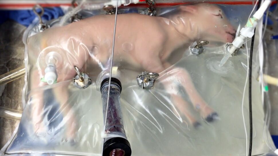 Amerykanie testują sztuczną macicę. Na razie na jagniętach
