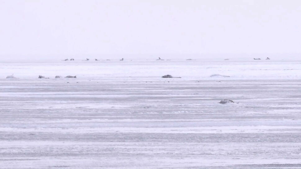 Dziesiątki martwych łabędzi w Zatoce Puckiej. Część była zakażona ptasią grypą