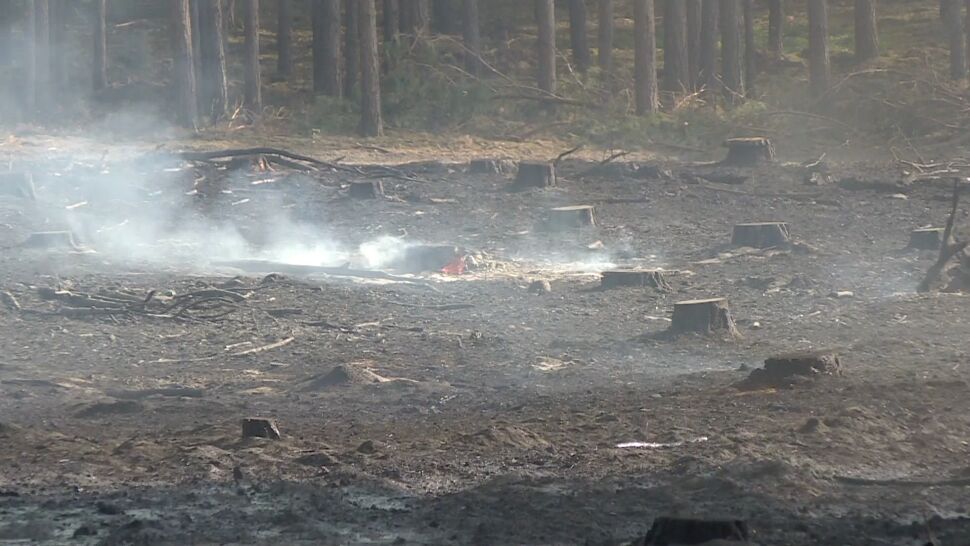 Blisko 3500 pożarów w polskich lasach od początku roku. Ściółka jest bardzo sucha