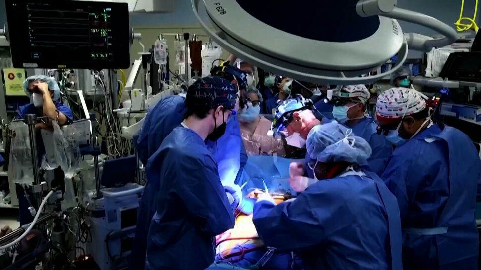 Chirurdzy przeszczepili mężczyźnie genetycznie zmodyfikowane serce świni. "Pacjent dochodzi do siebie"