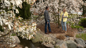 Nowa Maja w ogrodzie: dlaczego pod magnoliami nie można sadzić bylin?